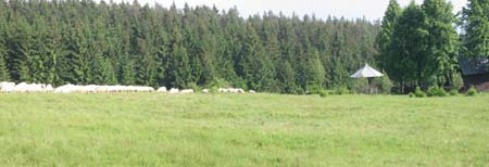 129-2922 schapenweide