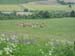 129-2901 Slowaakse koeien in de wei